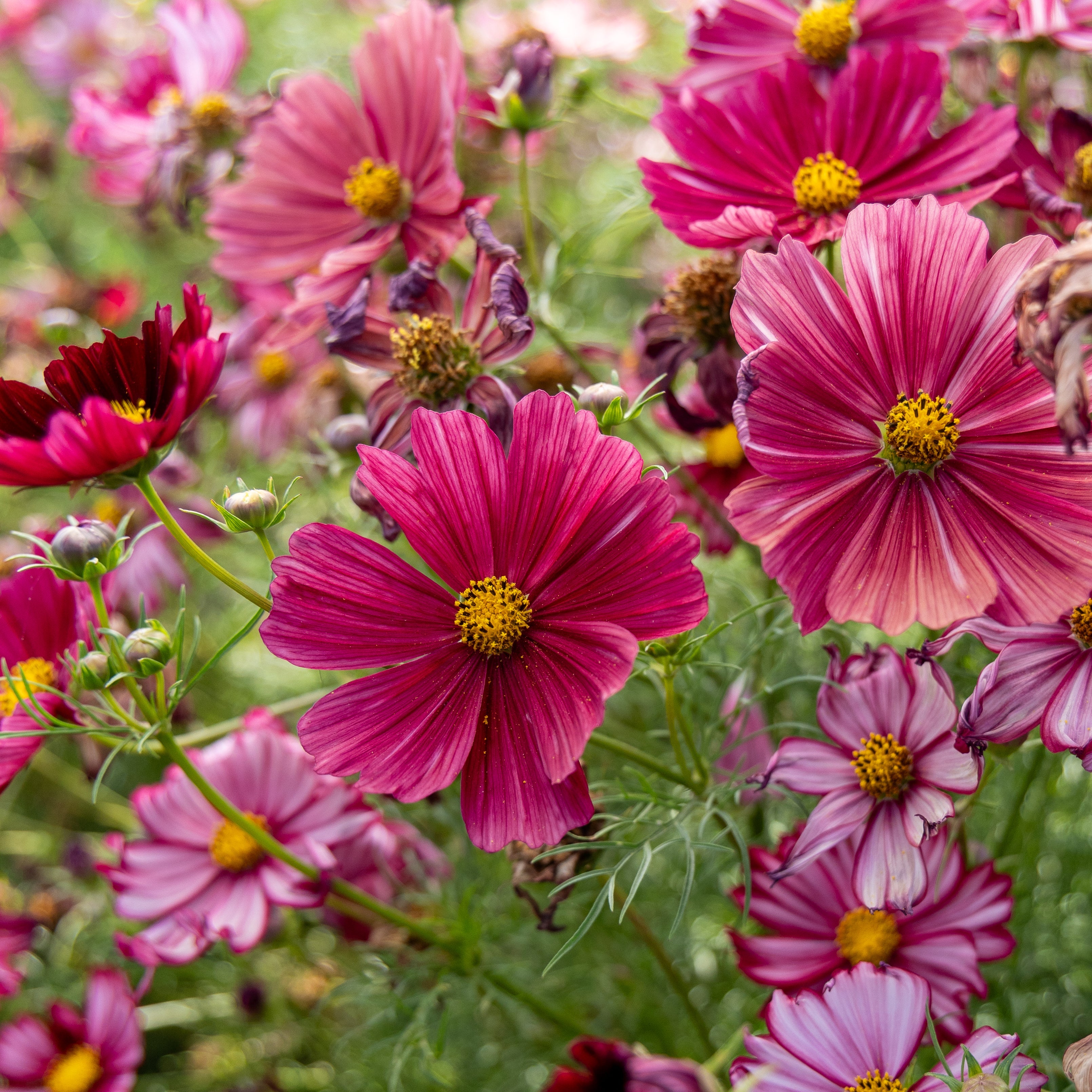 Stolte Kavaler (Cosmos)